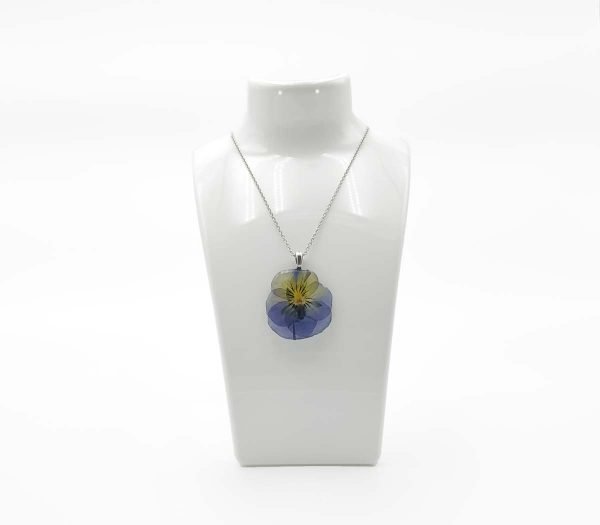 Pensée Cornula bleue/jaune